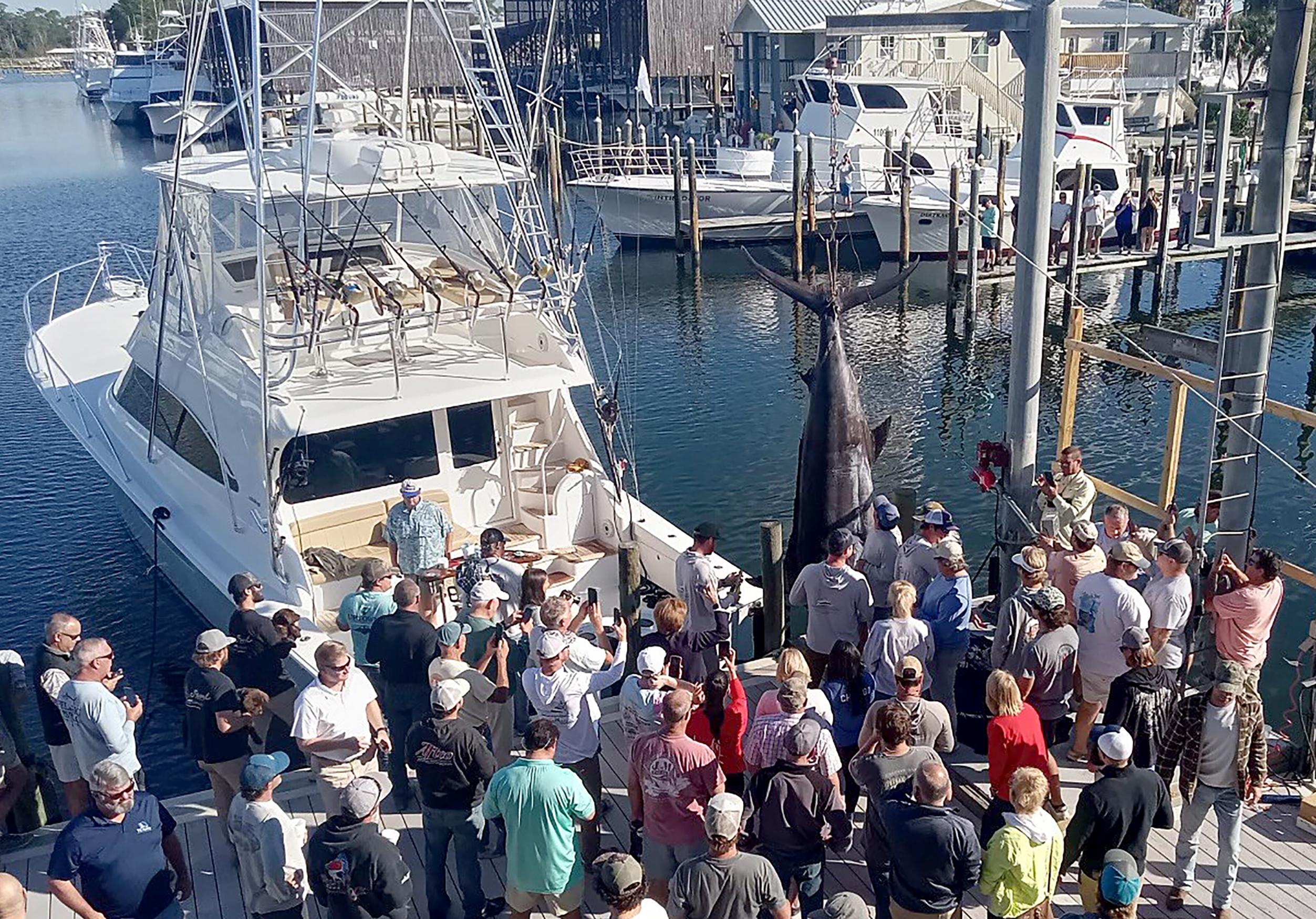 Orange Beach Boat Lands Potential Record Blue Marlin | Outdoor Alabama